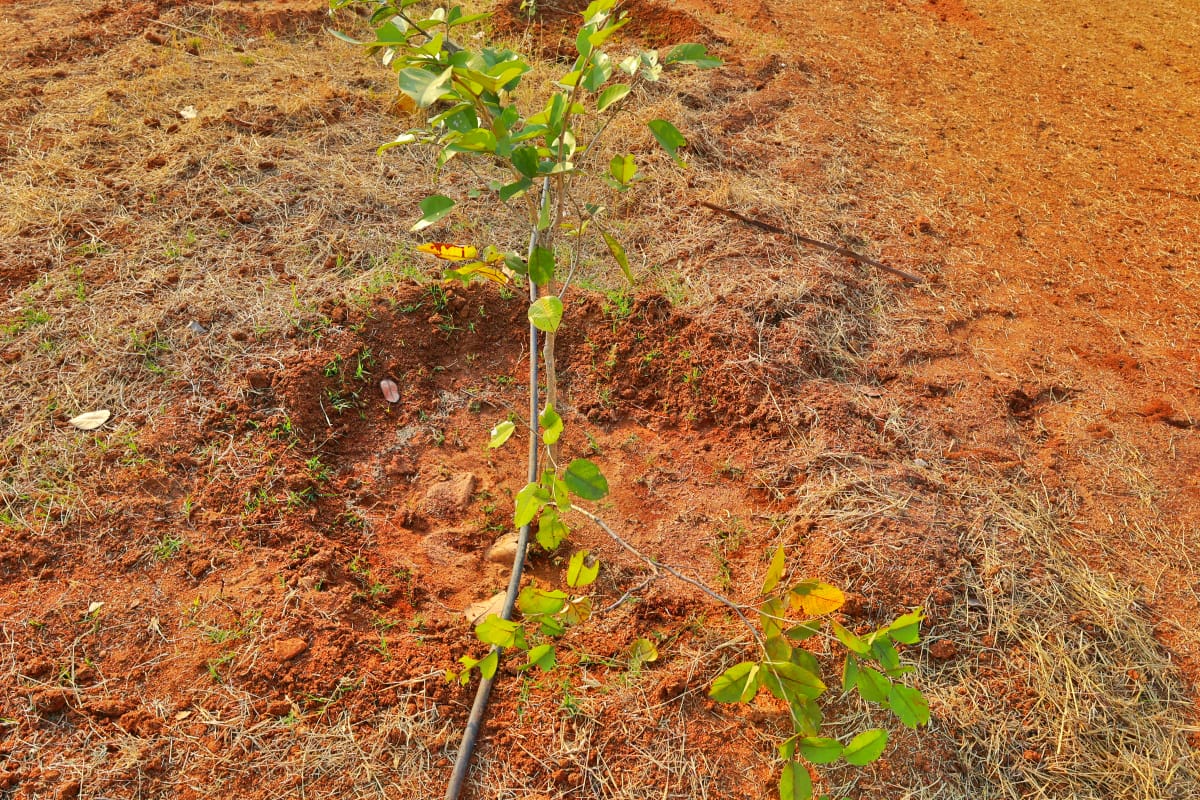 Srisailam View 4